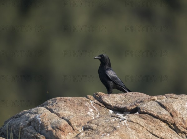 Raven (Corvus corax), Extremadura, Castilla La Mancha, Spain