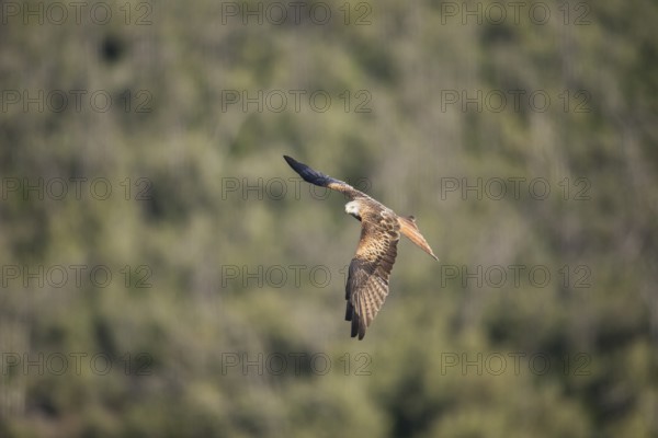 Red kite (Milvus milvus), Extremadura, Castilla La Mancha, Spain