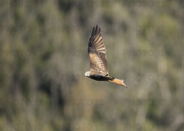 Red kite (Milvus milvus), Extremadura, Castilla La Mancha, Spain