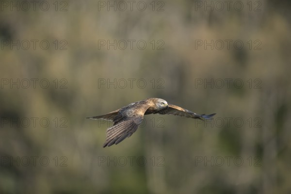 Red kite (Milvus milvus), Extremadura, Castilla La Mancha, Spain
