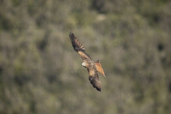 Red kite (Milvus milvus), Extremadura, Castilla La Mancha, Spain