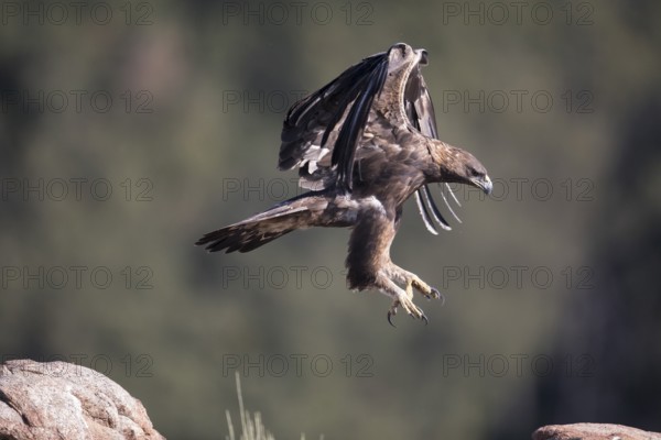 Golden eagle (Aquila chrysaetos), Extremadura, Castilla La Mancha, Spain