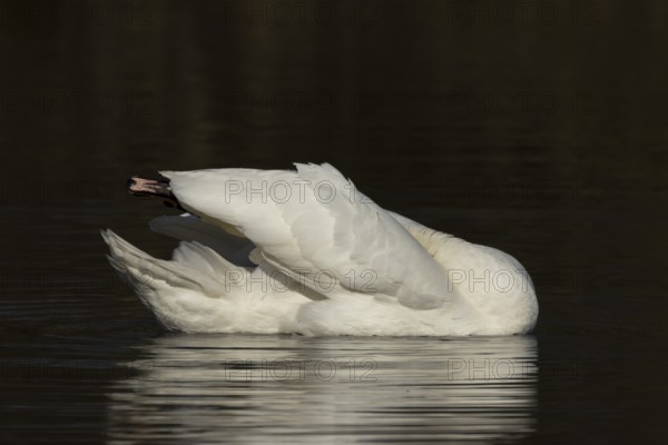 Mute swan (Cygnus olor) adult bird preening on the water surface of a lake, England, United Kingdom