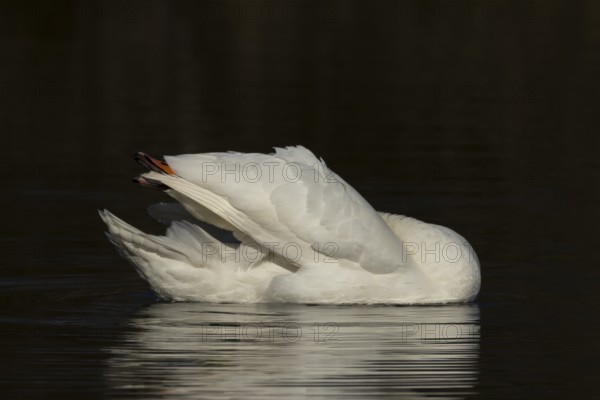 Mute swan (Cygnus olor) adult bird preening on the water surface of a lake, England, United Kingdom