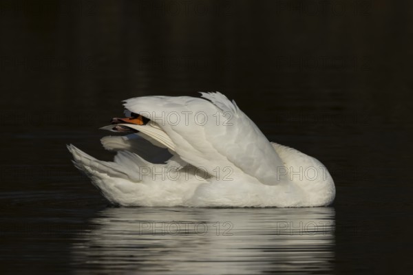 Mute swan (Cygnus olor) adult bird preening on the water surface of a lake, England, United Kingdom