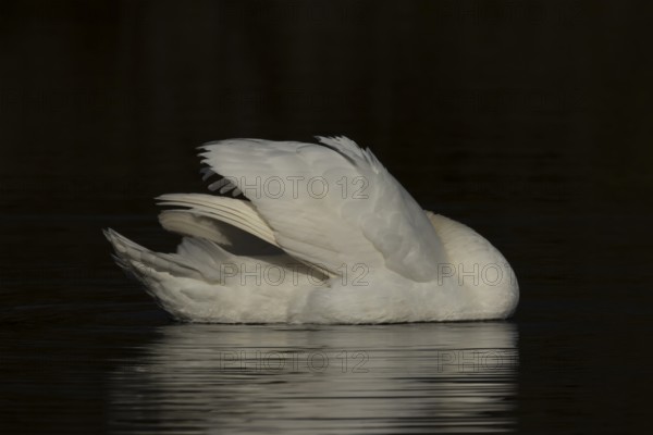 Mute swan (Cygnus olor) adult bird preening on the water surface of a lake, England, United Kingdom