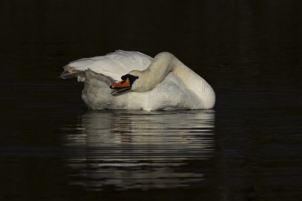 Mute swan (Cygnus olor) adult bird preening on the water surface of a lake, England, United Kingdom