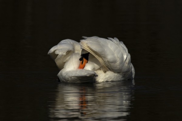 Mute swan (Cygnus olor) adult bird preening on the water surface of a lake, England, United Kingdom