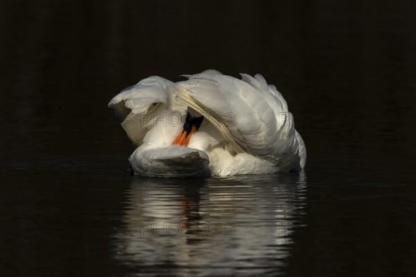 Mute swan (Cygnus olor) adult bird preening on the water surface of a lake, England, United Kingdom