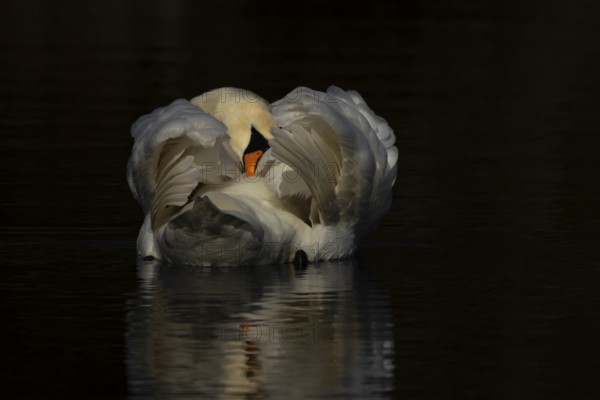 Mute swan (Cygnus olor) adult bird preening on the water surface of a lake, England, United Kingdom