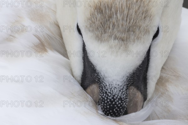 Mute swan (Cygnus olor) adult bird close up head portrait, England, United Kingdom