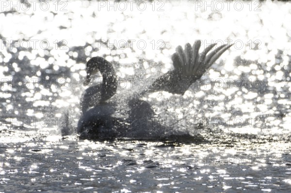 Mute swan (Cygnus olor) adult bird washing on the water surface of a lake, England, United Kingdom