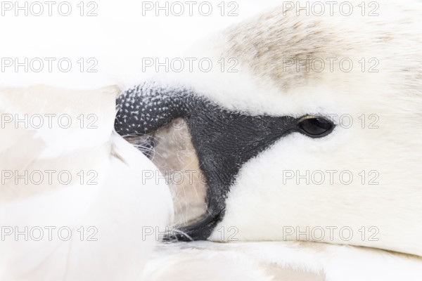 Mute swan (Cygnus olor) adult bird close up head portrait, England, United Kingdom