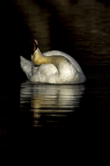 Mute swan (Cygnus olor) adult bird preening on the water surface of a lake, England, United Kingdom