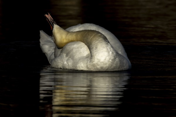 Mute swan (Cygnus olor) adult bird preening on the water surface of a lake, England, United Kingdom