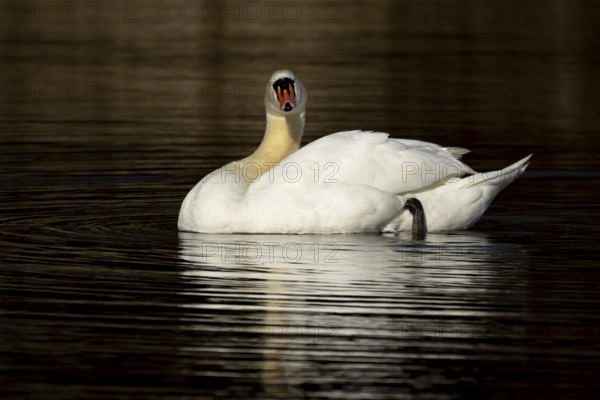 Mute swan (Cygnus olor) adult bird on the water surface of a lake, England, United Kingdom