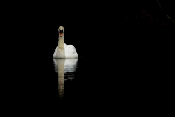 Mute swan (Cygnus olor) adult bird on the water surface of a lake, England, United Kingdom