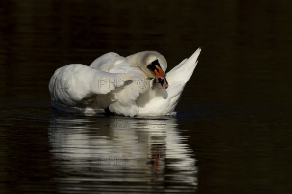 Mute swan (Cygnus olor) adult bird preening on the water surface of a lake, England, United Kingdom