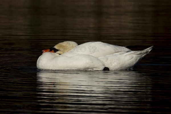 Mute swan (Cygnus olor) adult bird on the water surface of a lake, England, United Kingdom