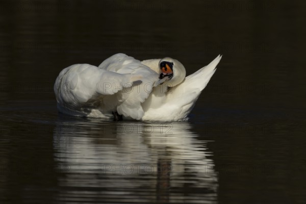 Mute swan (Cygnus olor) adult bird preening on the water surface of a lake, England, United Kingdom