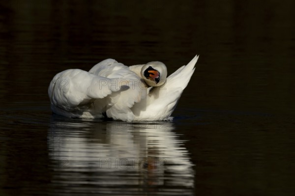 Mute swan (Cygnus olor) adult bird preening on the water surface of a lake, England, United Kingdom