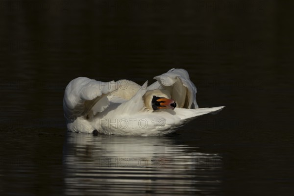 Mute swan (Cygnus olor) adult bird preening on the water surface of a lake, England, United Kingdom
