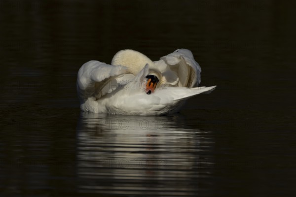 Mute swan (Cygnus olor) adult bird preening on the water surface of a lake, England, United Kingdom