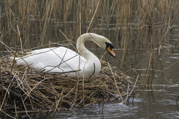 Mute swan (Cygnus olor) adult bird collecting reed plant stems to build a nest in springtime, England, United Kingdom