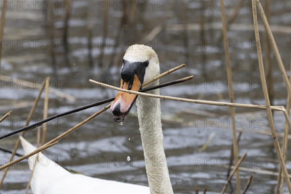 Mute swan (Cygnus olor) adult bird collecting reed plant stems to build a nest in springtime, England, United Kingdom