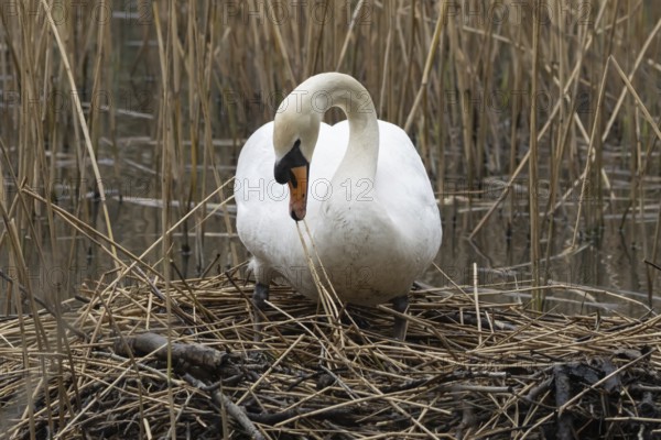 Mute swan (Cygnus olor) adult bird collecting reed plant stems to build a nest in springtime, England, United Kingdom