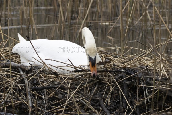 Mute swan (Cygnus olor) adult bird building a nest on a lake in springtime, England, United Kingdom
