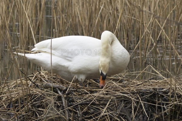 Mute swan (Cygnus olor) adult bird on a nest on a lake in springtime, England, United Kingdom
