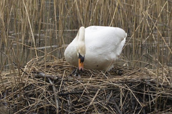 Mute swan (Cygnus olor) adult bird on a nest on a lake in springtime, England, United Kingdom