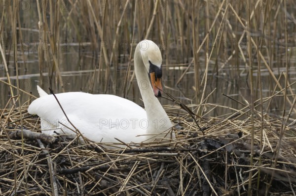 Mute swan (Cygnus olor) adult bird building a nest on a lake in springtime, England, United Kingdom