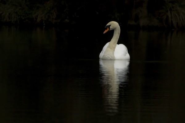Mute swan (Cygnus olor) adult bird on the water surface of a lake, England, United Kingdom