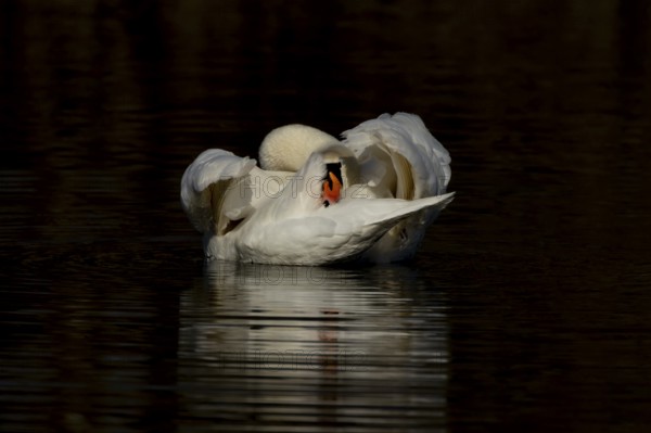 Mute swan (Cygnus olor) adult bird preening on the water surface of a lake, England, United Kingdom