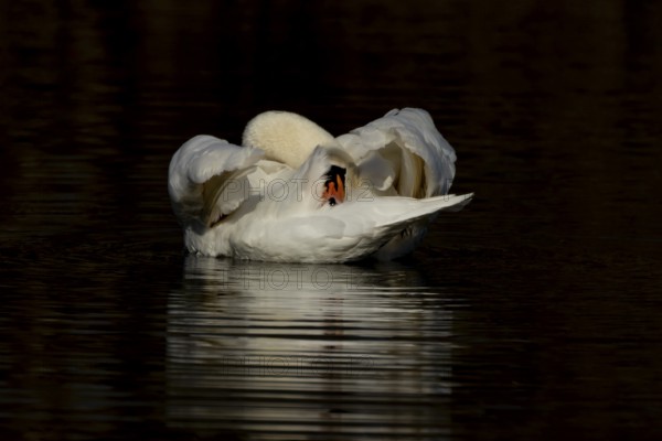 Mute swan (Cygnus olor) adult bird preening on the water surface of a lake, England, United Kingdom