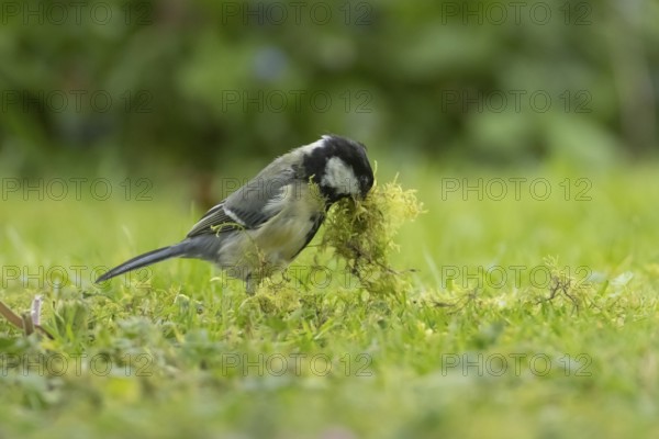 Great tit (Parus major) adult bird collecting moss for nesting material from a garden lawn in springtime, England, United Kingdom