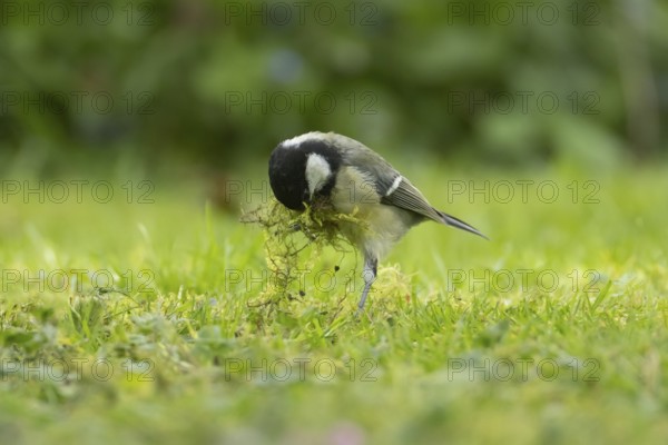 Great tit (Parus major) adult bird collecting moss for nesting material from a garden lawn in springtime, England, United Kingdom