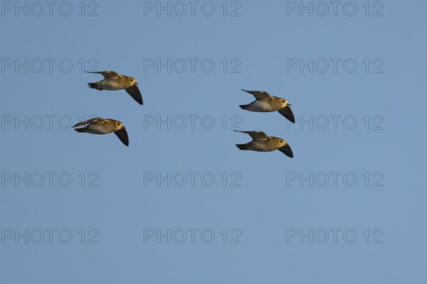 Golden plover (Pluvialis) apricaria four adult wader birds in flight, England, United Kingdom