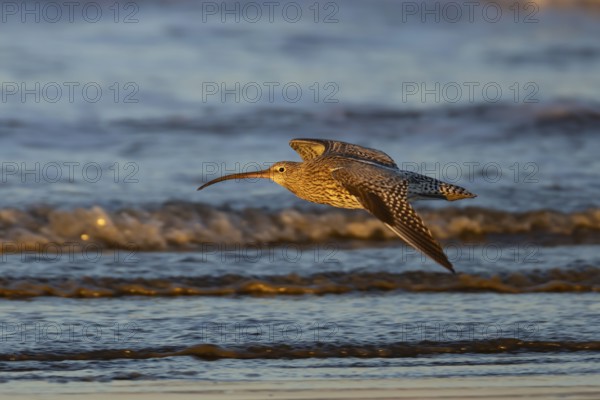 Eurasian curlew (Numenius arquata) adult bird in flight over a coast shoreline, England, United Kingdom