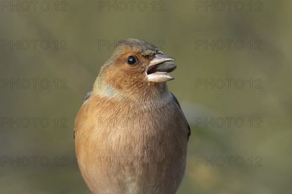 Eurasian chaffinch (Fringilla coelebs) adult male bird feeding on a sunflower seed, England, United Kingdom