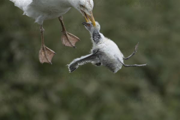 Herring gull (Larus argentatus) adult bird with a Kittiwake (Rissa tridactyla) juvenile baby bird in its beak for a meal, England, United Kingdom