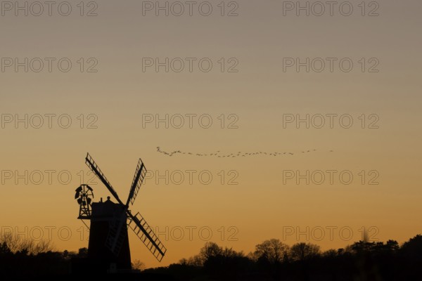 Pink-footed goose (Anser brachyrhynchus) adult geese birds flying in a flock or skein at sunset over a windmill, Norfolk, England, United Kingdom