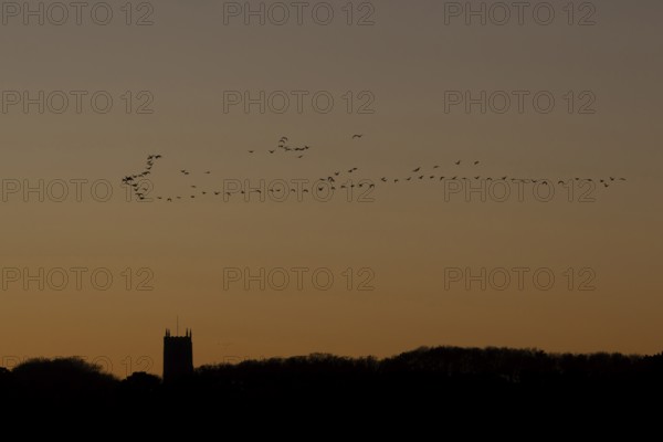 Pink-footed goose (Anser brachyrhynchus) adult geese birds flying in a flock or skein at sunset over a church, Norfolk, England, United Kingdom
