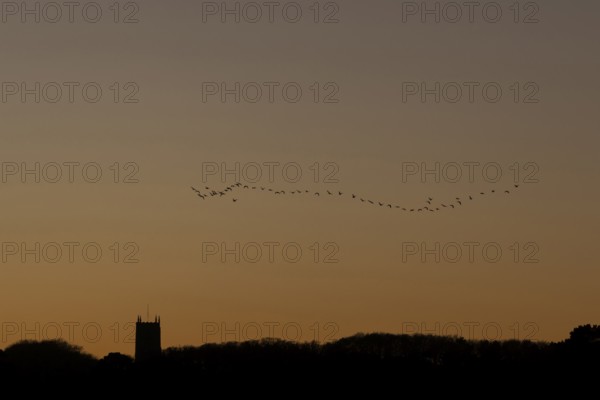 Pink-footed goose (Anser brachyrhynchus) adult geese birds flying in a flock or skein at sunset over a church, Norfolk, England, United Kingdom