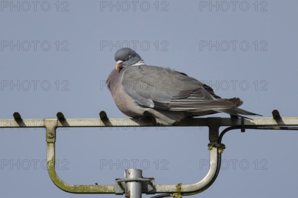 Wood pigeon (Columba palumbus) adult bird sleeping on an urban television aerial, England, United Kingdom