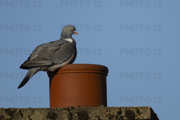 Wood pigeon (Columba palumbus) adult bird on a rooftop chimney pot, England, United Kingdom