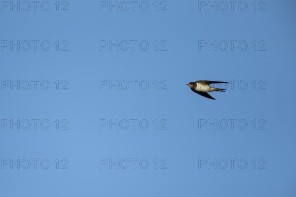 Barn swallow (Hirundo rustica) adult bird in flight, England, United Kingdom