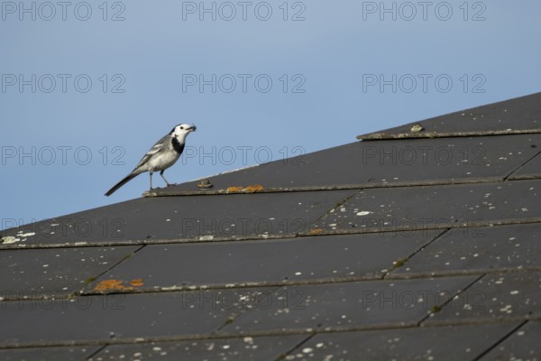 Pied wagtail (Motacilla alba) adult bird catching a fly on a roof top, England, United Kingdom